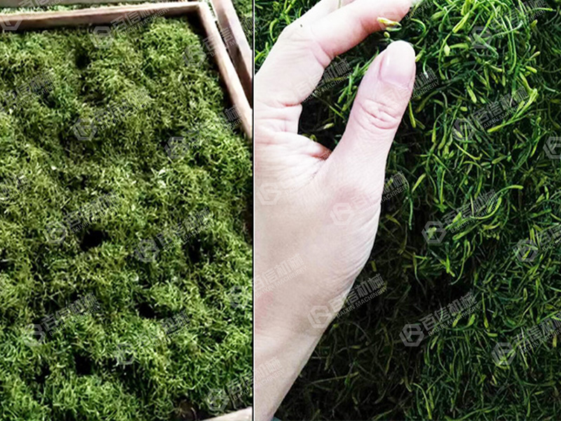 金銀花烘干機1